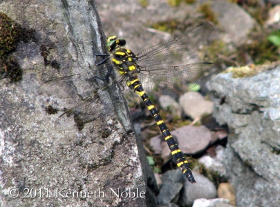 golden-ringed dragonfly (Cordulegaster boltonii) Kenneth Noble